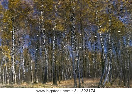Reflection Of Coastal Trees In The Water Surface. Pond In The Landscape Reserve Teply Stan, Moscow, 