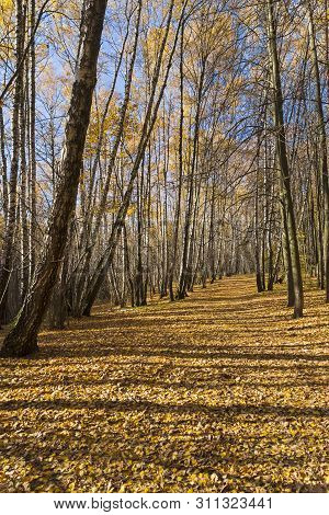 Footpath In The Landscape Reserve Teply Stan, Covered With Fallen Yellow Leaves. Sunny Day In Octobe