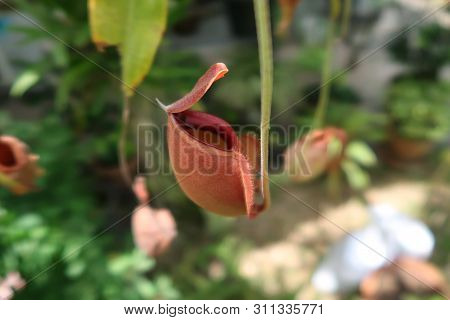 Red Tropical Pitcher Plants In A Garden
