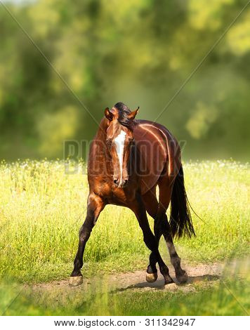 Bay Akhal-teke Horse Runs On The Green Field Background