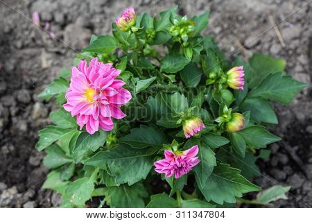 Pink Dahlia (dahlia Pinnata) Blooming In Garden
