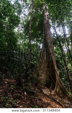 Giant Tetrameles Nudiflora In Hala-bala Wildlife Sanctuary Near Bang Lang Reservoir In Yala, Thailan
