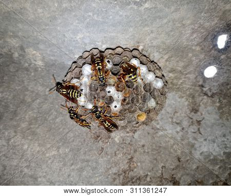 Wasp Species Polished On Nest. Wasp Nest With Wasps And Larvae.