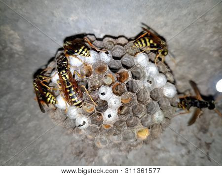 Wasp Species Polished On Nest. Wasp Nest With Wasps And Larvae.