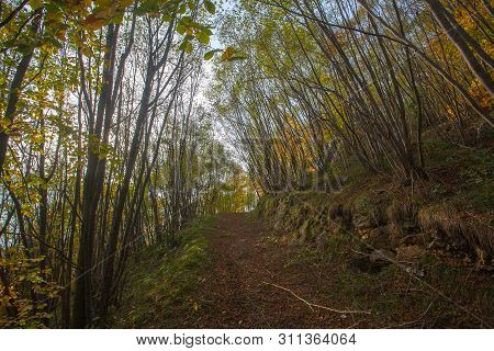 Trees In Autumn Season Background. Beauty In Nature. Autumn Lansdscape