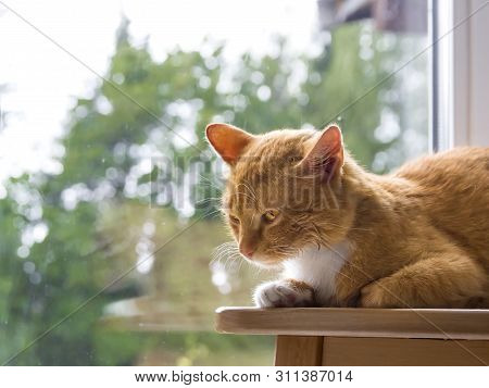 Red Cat Lies On The Background Of Greenery And Evil Looks From The Underbelly Early Morning