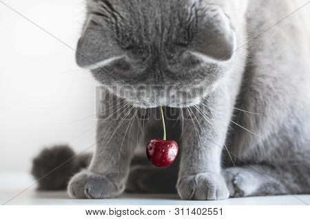 A Cute Fat British Cat Stole A Cherry Berry. British Grey Cat With A Red Berry Sitting On A Table On