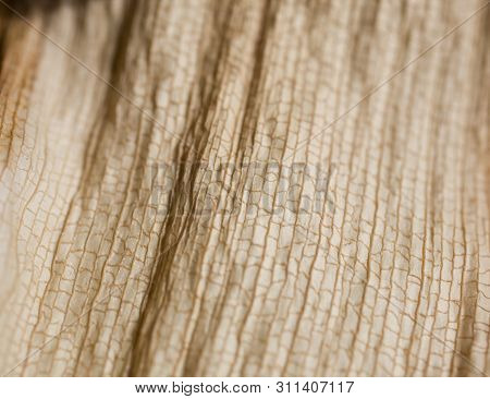 Beautiful Interesting Natural Background From A Dry Leaf With An Original Pattern