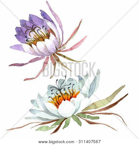 White Epiphillum Oxypetallim Botanical Flowers. Watercolor Background Set. Isolated Cactus Illustrat