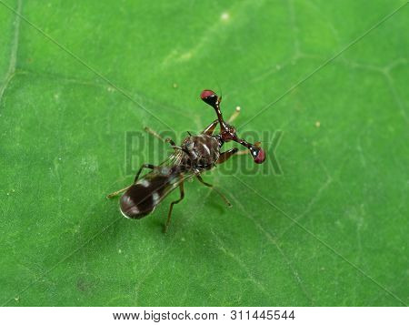 Macro Photography Of Stalk-eyed Fly On Green Leaf