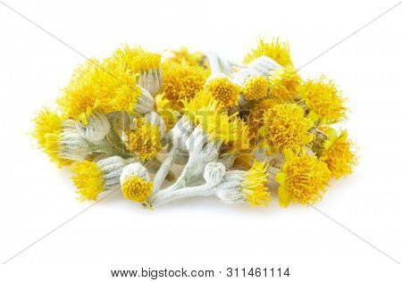 Twigs of helichrysum in closeup