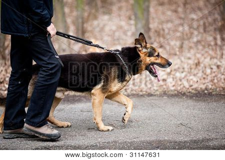 マスターと彼の従順なの (ドイツ語羊飼い） 犬