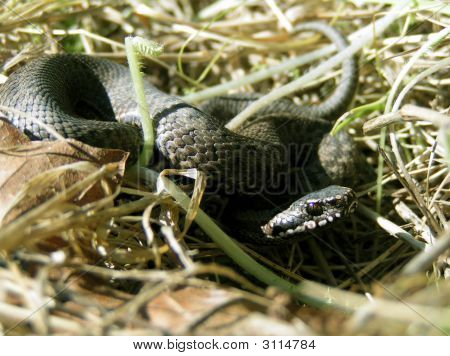 Vipera Berus, zrzucany
