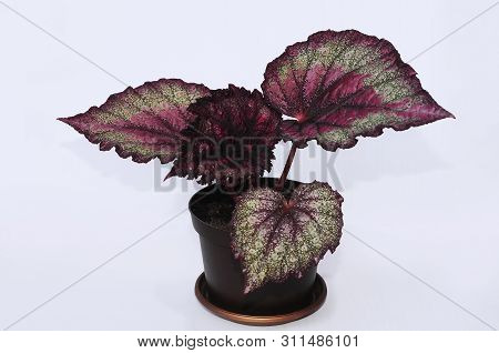 Begonia Rex On A White Background