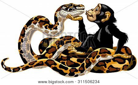 Cartoon Chimpanzee And Python Snake Friendship. Great Ape Or Chimp Monkey Holding A Head Of Charming