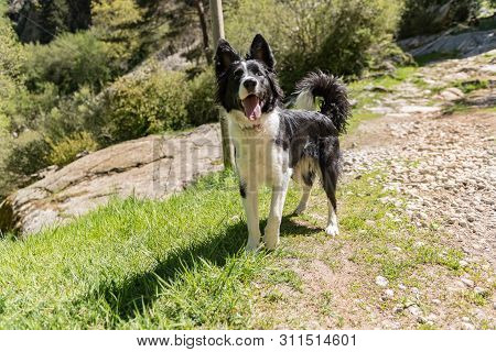 Border Collie Puppy In Madriu-perafita-claror Valley In Andorra,unesco World Heritage Site