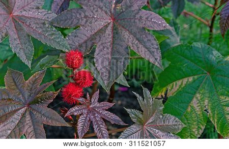 Fruits Of The Castor Tree. Castor-bean Tree With Red Prickly Fruits And Colorful Leaves.