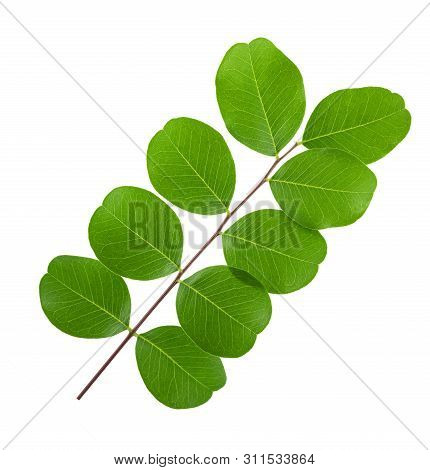 Bladder Senna (colutea Arborescens) Isolated On White