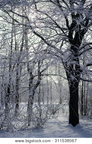 Beautiful Cold And Snowy Winter In The Park