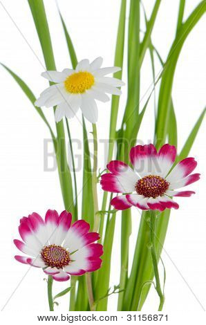 Bellissimi fiori rosa e verde erba