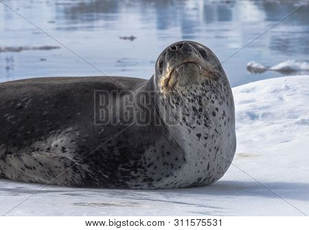 Natural Predator Of Antarctica Is Leopard Seal. Relax Animal Lying On The Ice.