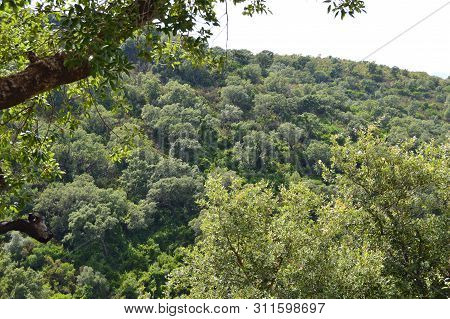 Trees And Shrubs Of Different Colors In The Forest