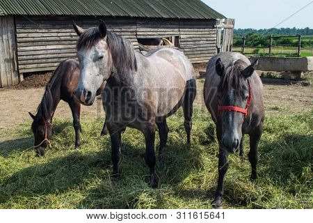 Horses In A Coral Grazing 06