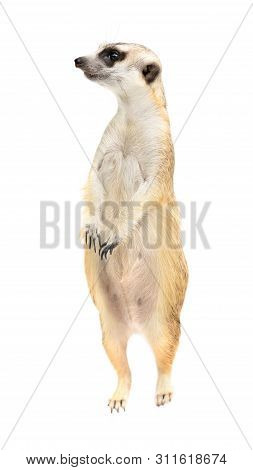 Cute Meerkat ( Suricata Suricatta ) Isolated