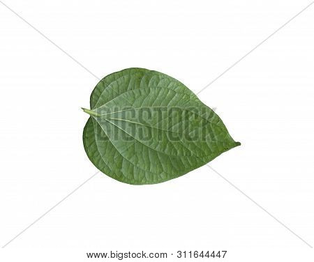 Chaplo , Herb Of Thailand And The Cooking. Green Leaf On Isolated White Background. Dicut