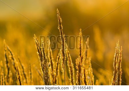 Golden Dry Long Stipa Tenacissima Or Ssparto Feather Grass At Autumn Morning With Selective Focus.