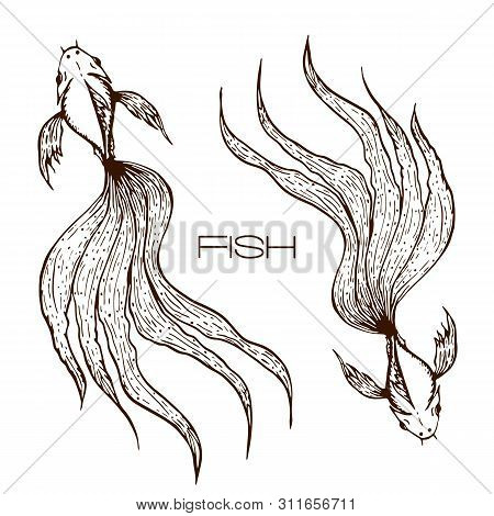 Decorative Hand Drawn Koi Or Betta Or Goldfish Illustration. Sketched Line Fish Graphic. Two Long Wa
