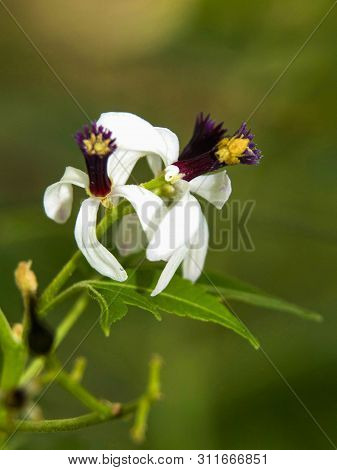 Neem Flower, Azadirachta Indica Commonly Known As Neem, Nimtree Or Indian Lilac At Thokkottu In Mang