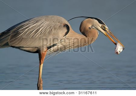 Great Blue Heron comer um peixe - Fort Myers Beach, Flórida
