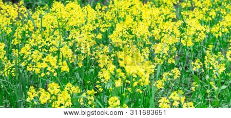 Bushes Of Yellow Flowers Of Rapeseed Brassica Rapa Closeup. Meadow With Yellow Flowers.