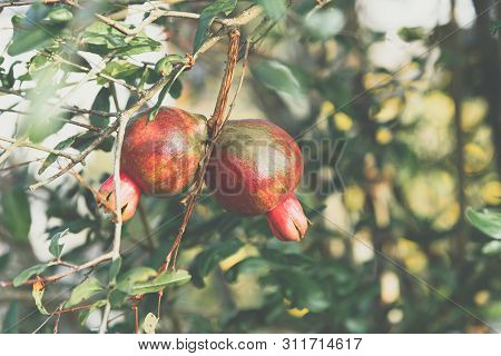 Punica Is A Small Genus Of Fruit-bearing Deciduous Shrubs Or Small Trees. The Better Known Species I