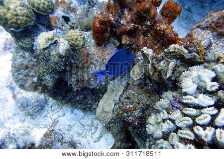 Blue Tang Fish Swimming In The Ocean.