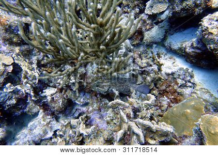 Black Grouper Swimming In The Ocean.