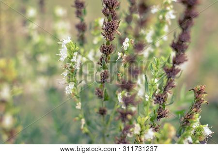 Thymus Serpyllum Blooms In The Garden, Close-up