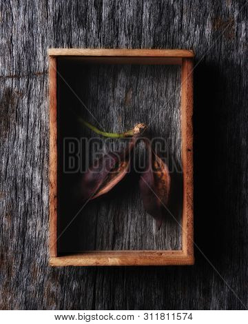 Seed pod from the Brachychiton populneus or Bottle Tree in a wood shadow box on a rustic wood background.