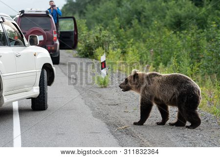 Wild Young Terrible And Hungry Kamchatka Brown Bear (far Eastern Brown Bear) Walking On Road And Beg