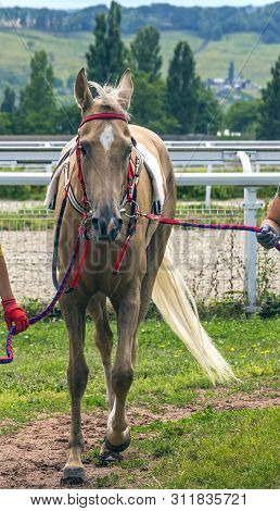 Portrait Of A Beautiful Akhal-teke Horse Before The Horse Race.