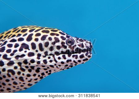 Head Part Side View Of Enchelycore Pardalis, Aka Leopard Moray Eel Or Dragon Moray, Swimming On Blue
