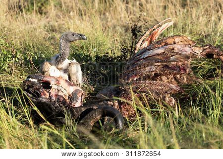 African White-backed Vulture Stands With Buffalo Carcase