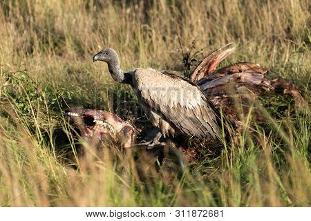 African White-backed Vulture Stands On Buffalo Carcase