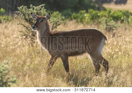 Backlit Female Waterbuck Crosses Savannah In Sunshine