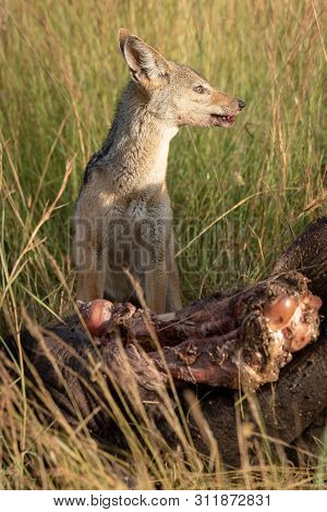 Black-backed Jackal Sits By Carcase In Grass