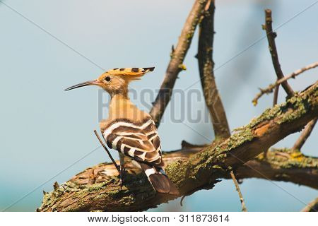 Eurasian Hoopoe, Common Hoopoe Or Upupa Epops, The Beautiful Brown Bird On A Tree Branch