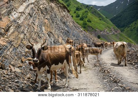 Georgia, Mountain Road With Cows. Mountain Road To Dusheti Region Alpine Fields With Cows