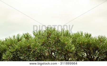 Branch Of A Tree On A White Background With A Place For The Inscription.