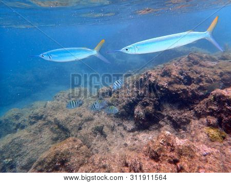 Needlefish Swimming Close To The Surface Near Among The Rock And Coral Reefs.